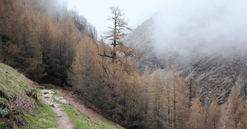 Mardi Mercredi: Is the Flower Logo Still Cool in 2026?