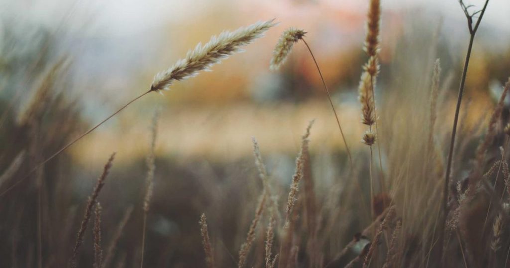 Medicube Age-R Booster Pro: Honest Device Review