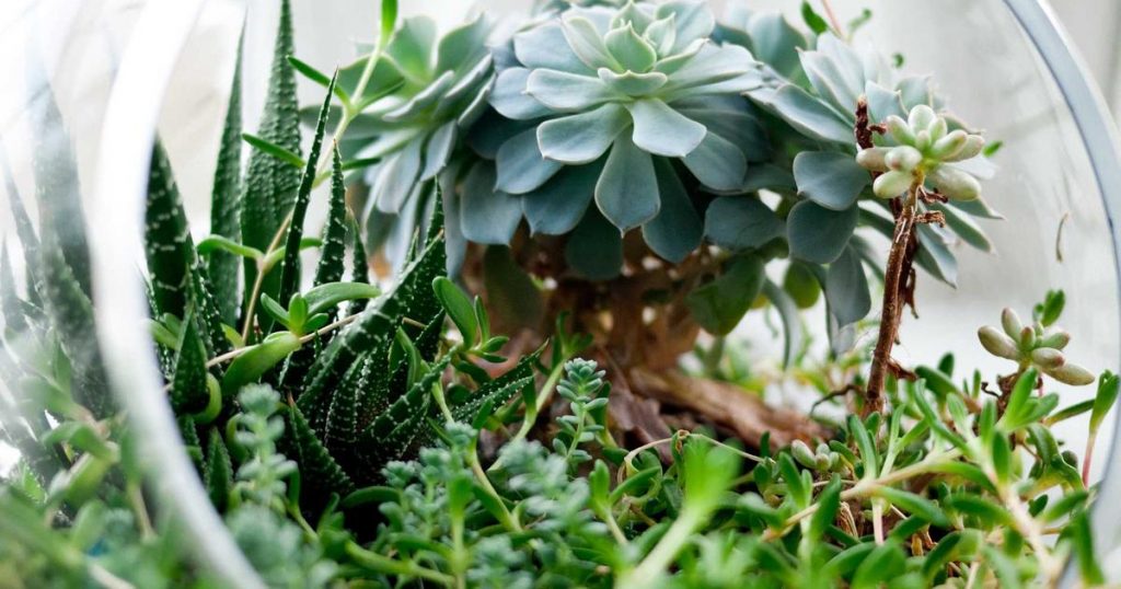 Single’s Inferno Season 5: The Complete Guide to Netflix’s Most Addictive Korean Dating Show